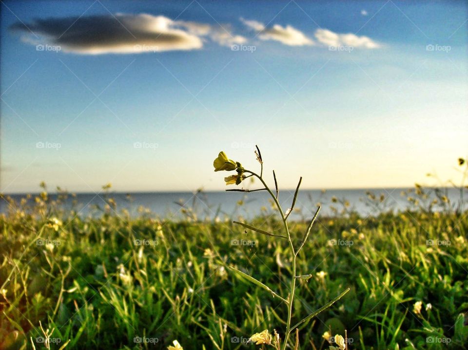 flower by coast. yellow flower by ocean 