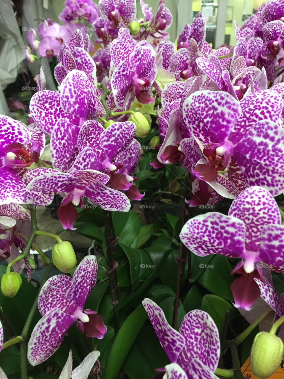 Pink orchid flower blooming outdoors