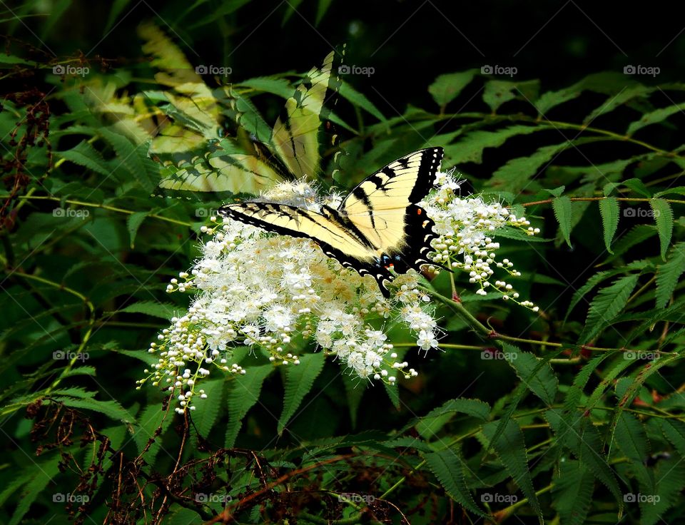 A butterfly in action flying away 