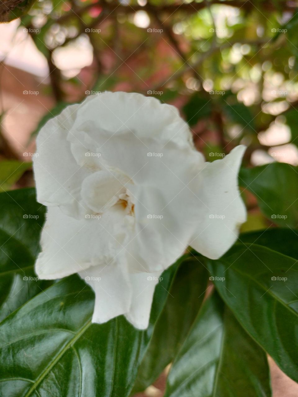 white flower