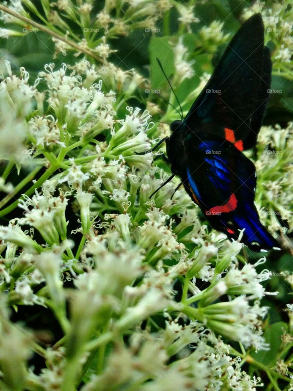 Pequenas mas suficientes para a brilhante borboleta.