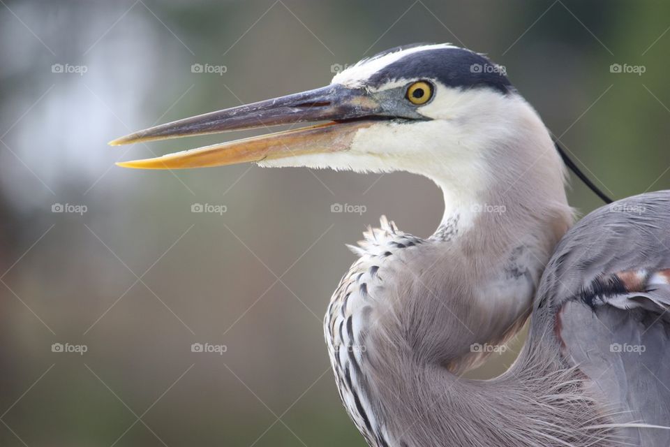 Blue heron close up portrait