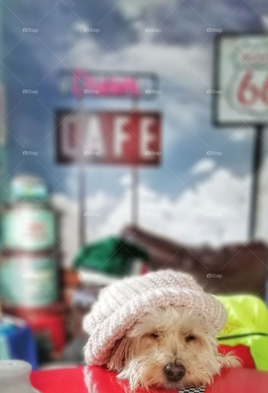 pet portrait family pet friendly cockapoo hat fun