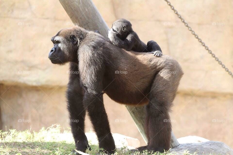 Gorilla 