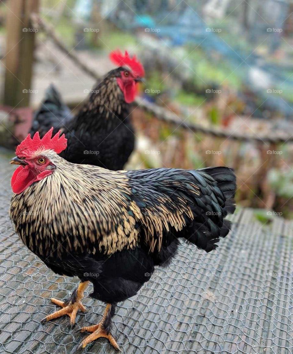 Poultry, Bird, Cockerel, Hen, Farm