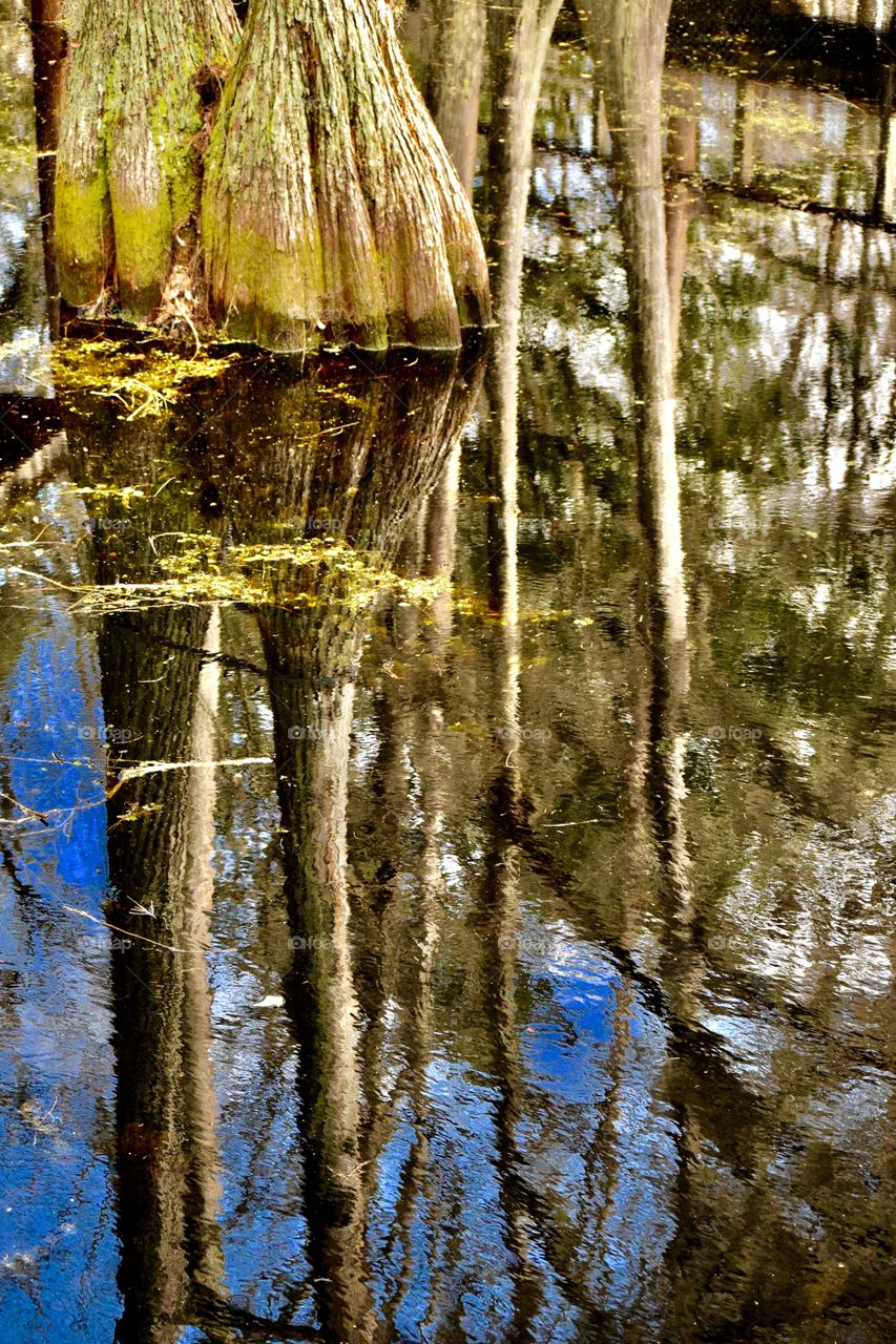 Florida Swamp