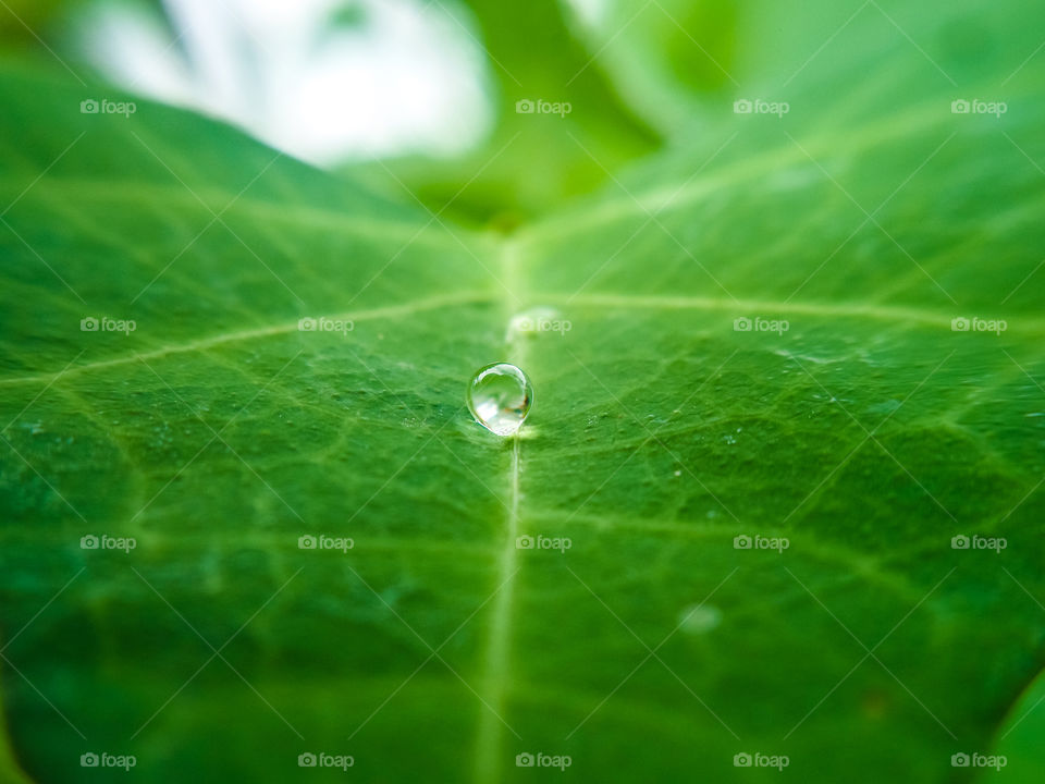 water drop on a leaf from a different angle