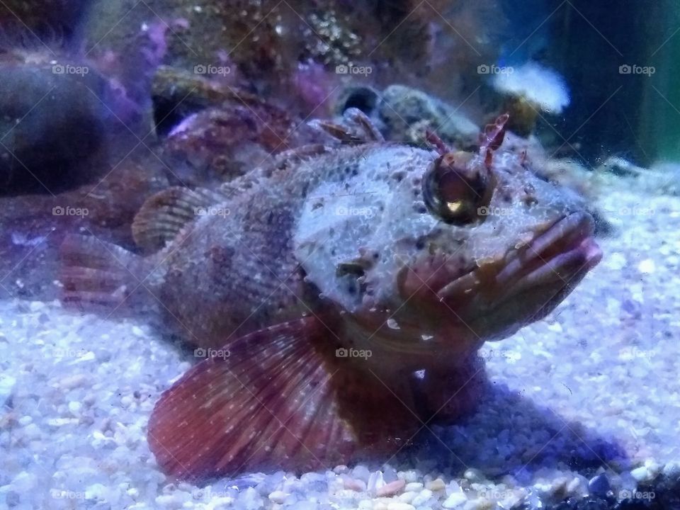 Stonefish Synanceia verrucosa