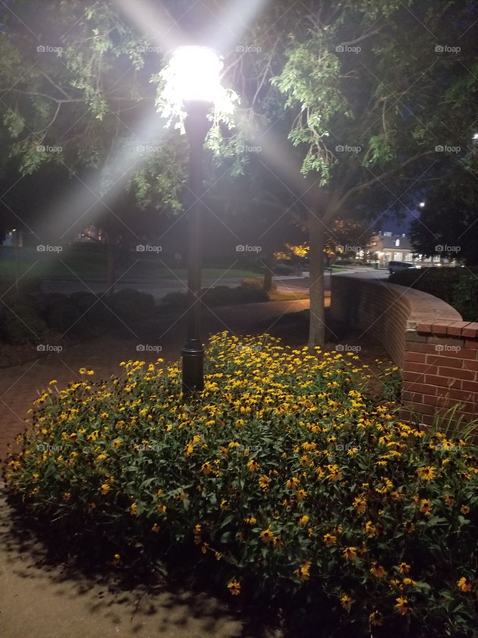 Night light flowers