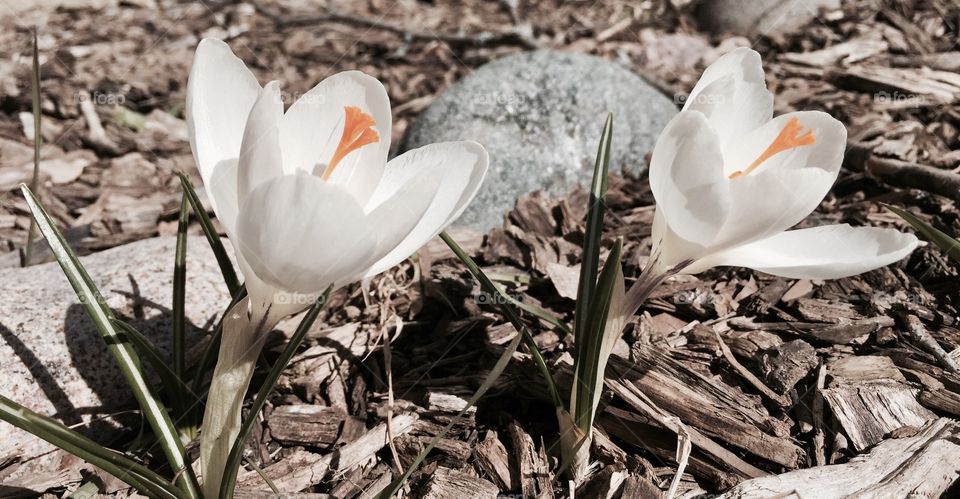 White crocuses 