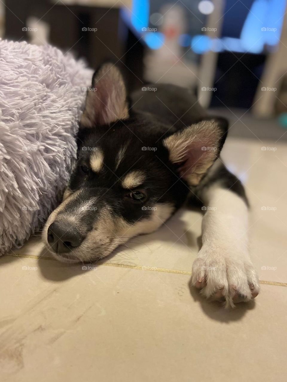 Baby Dog, Pet, fluffy 