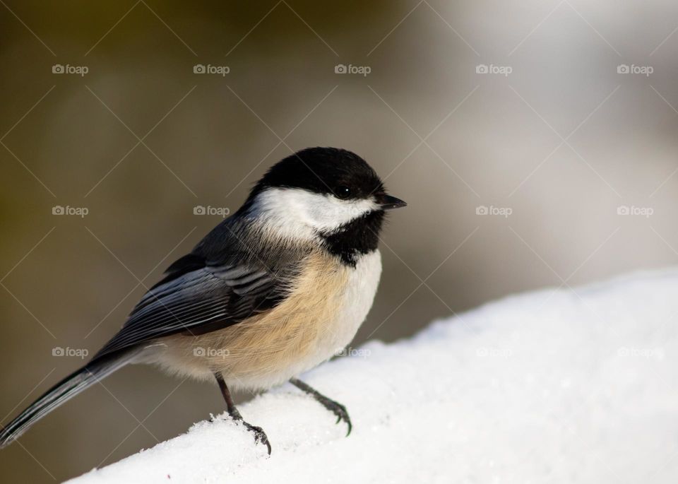 Chickadee perched on a snowy railing
