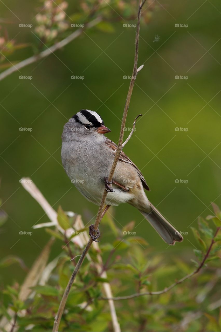 white-crowned sparrow