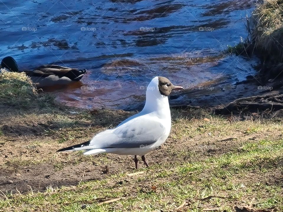 Laughing gull