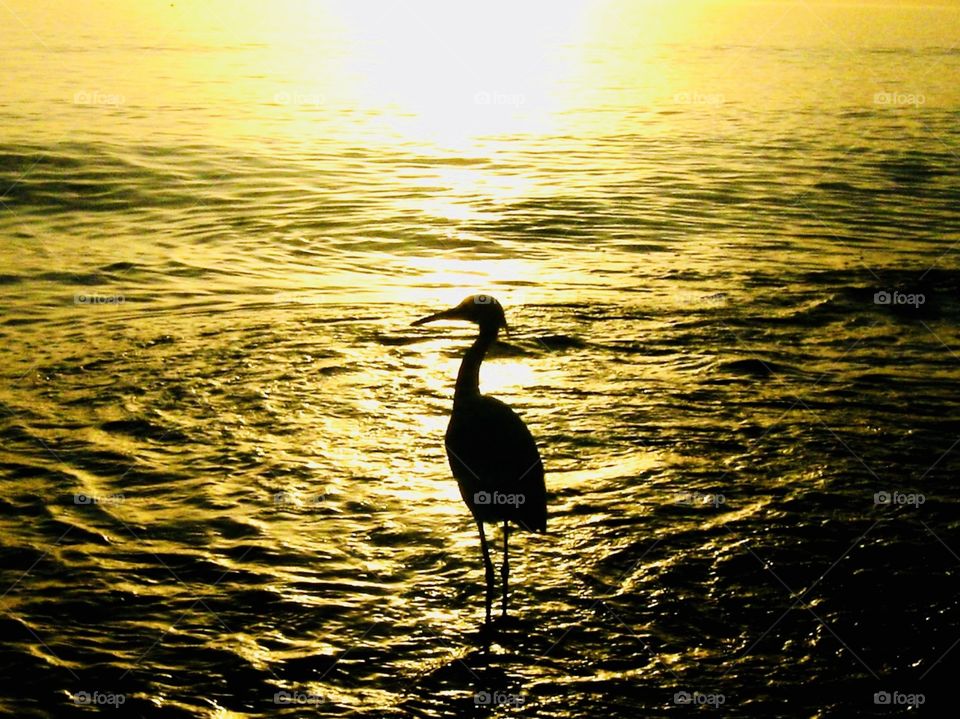 Sunset crane