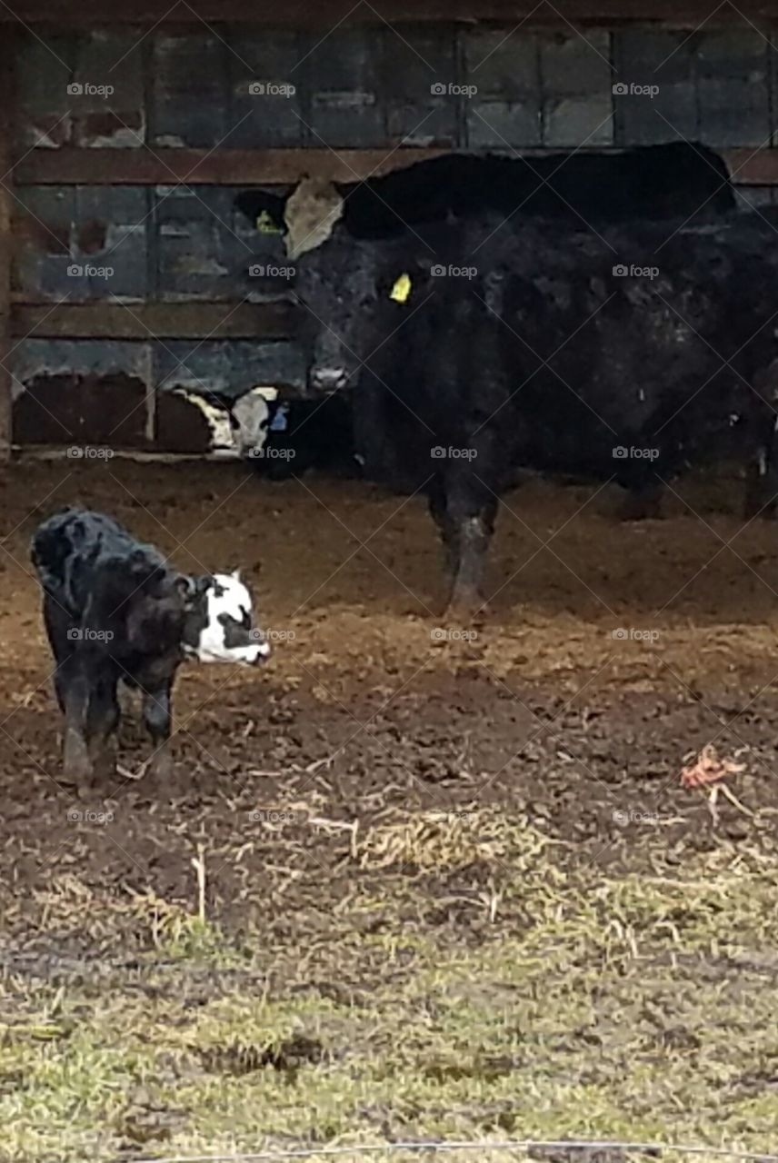 Baby calfs on the farm