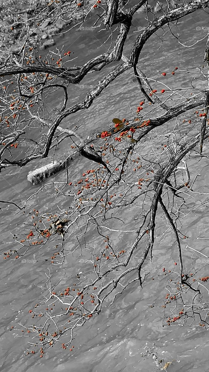 Berry branch over river