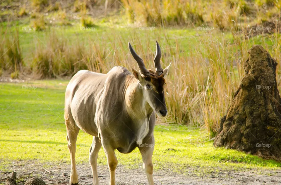 wildlife