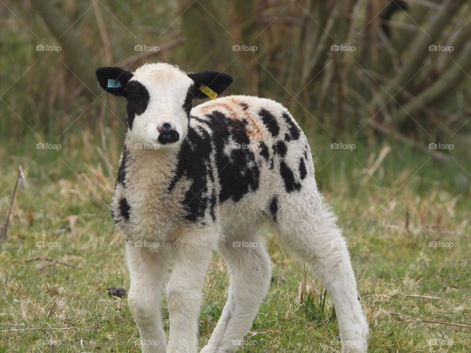 A Lamb in a field 