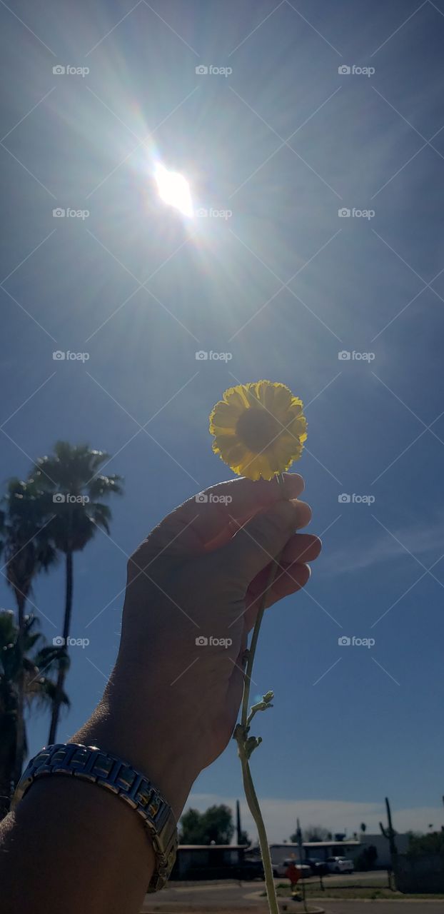flower in the sun