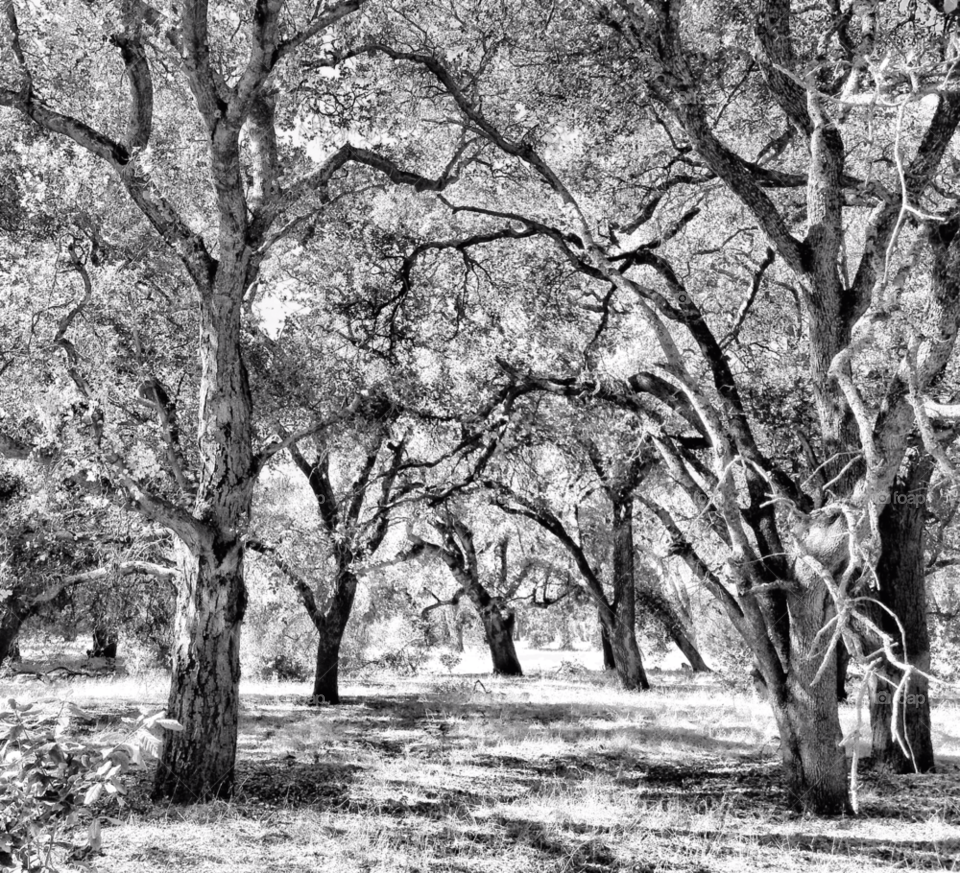 contrast fall california oaks by schalock