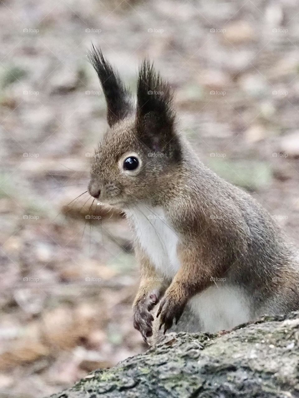 Squirrel