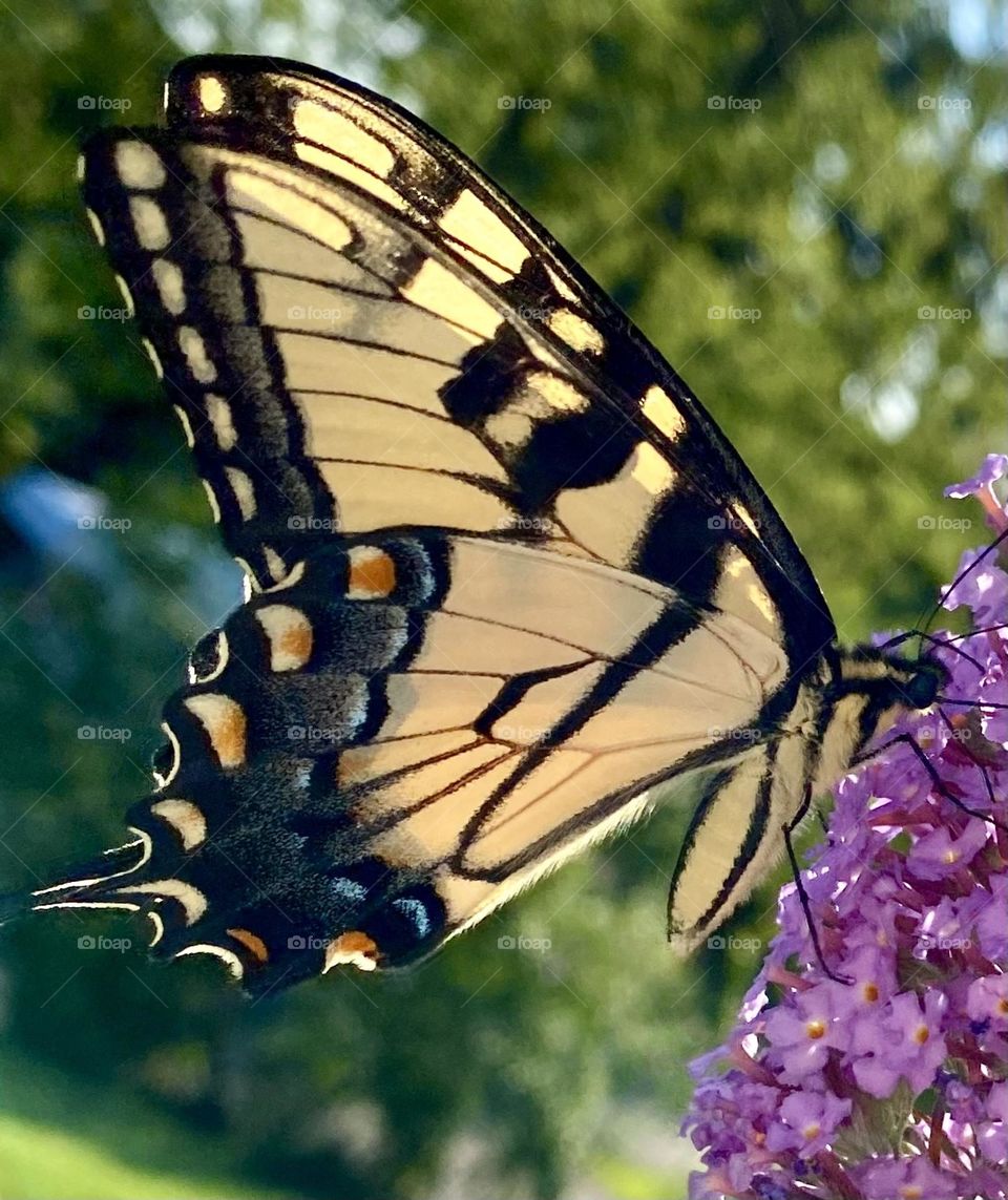 Tiger Swallowtail butterfly on a butterfly bush