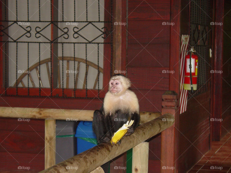 spider eat banana monkey by josjpb
