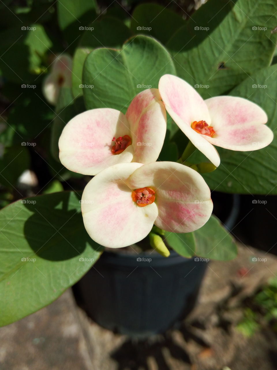 peach Color dessert rose