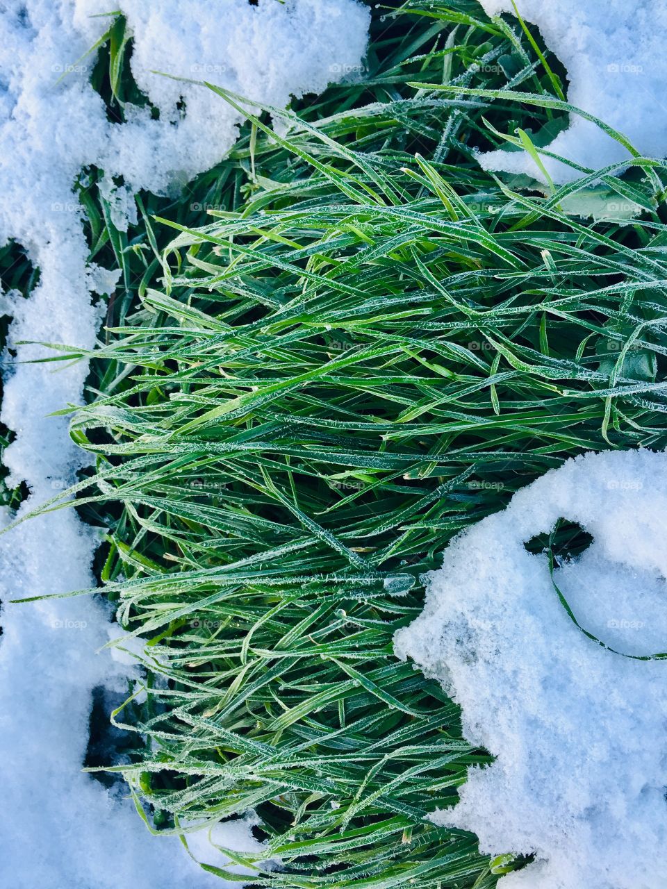  Snow on frozen, green, pasture grass