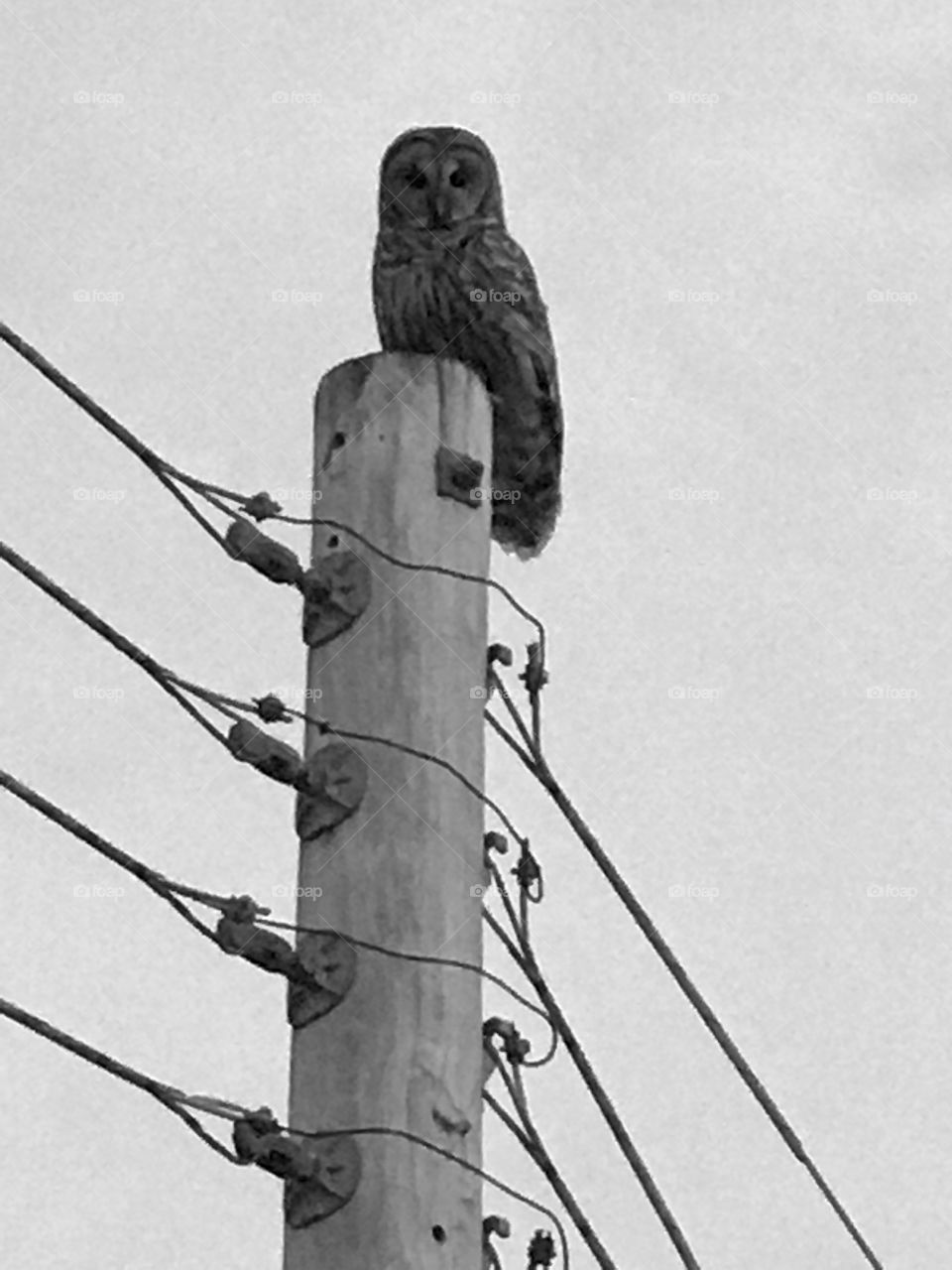Power Distribution Lines, Owl Perch