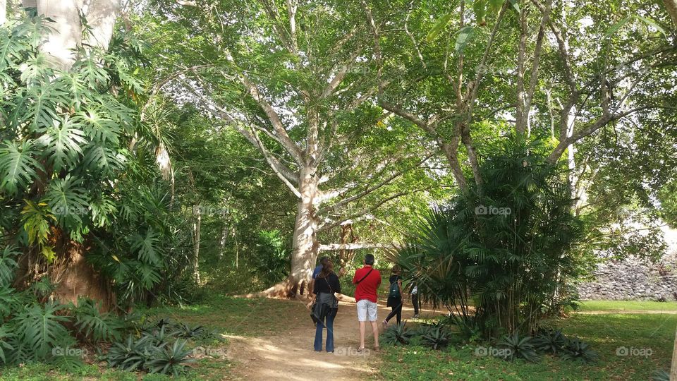 caminata en los bosques