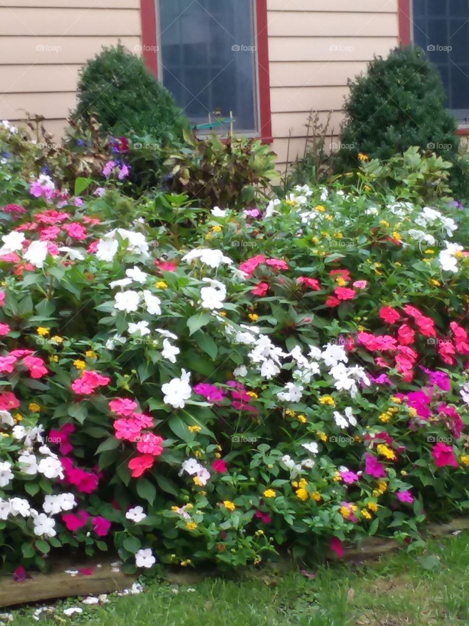 A beautiful garden of colorful flowers in the yard of a friend.