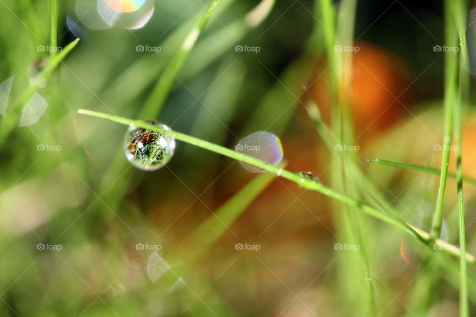 Morning dew on a blade of grass