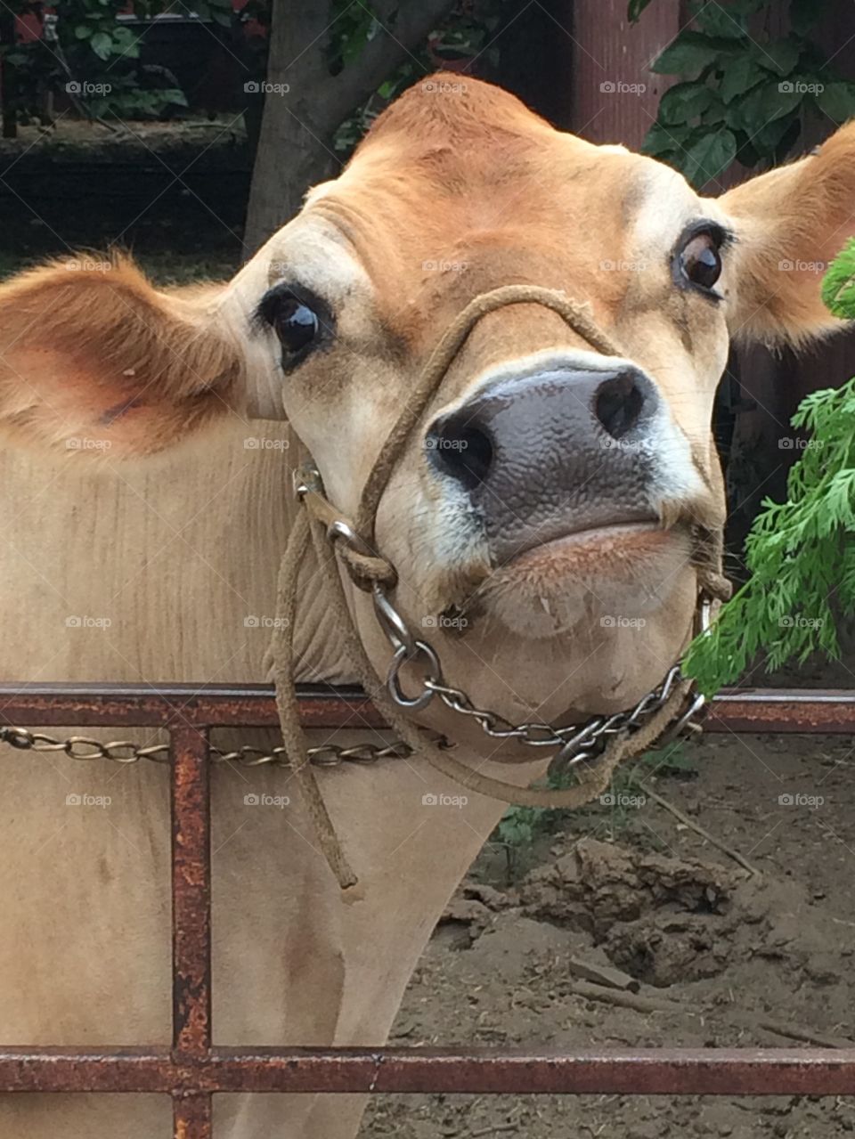 Donut the cow