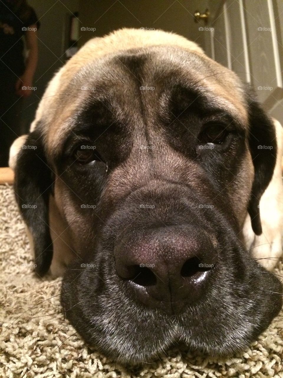 Mastiff