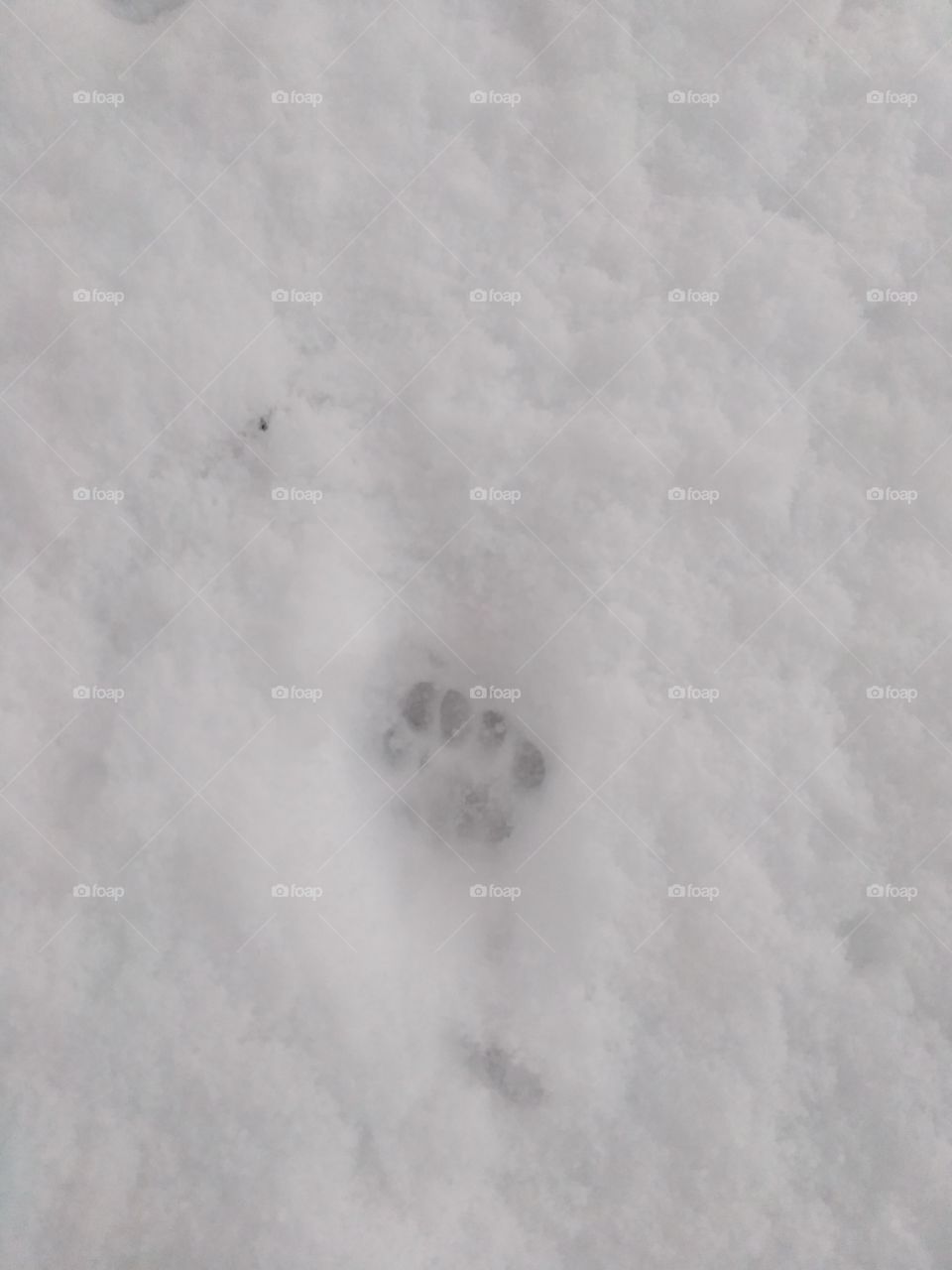 Skunk footprint in snow