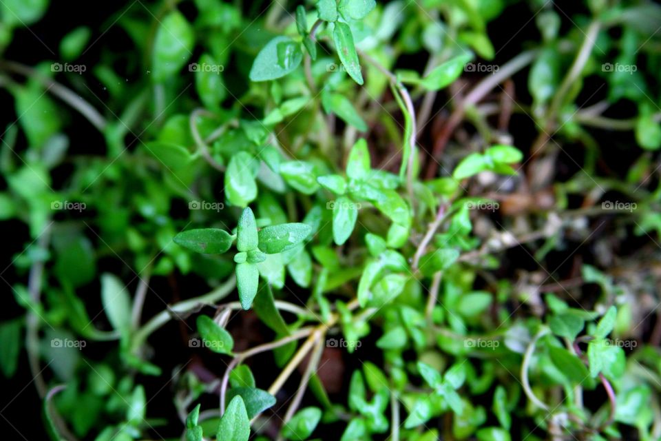 thyme growing in