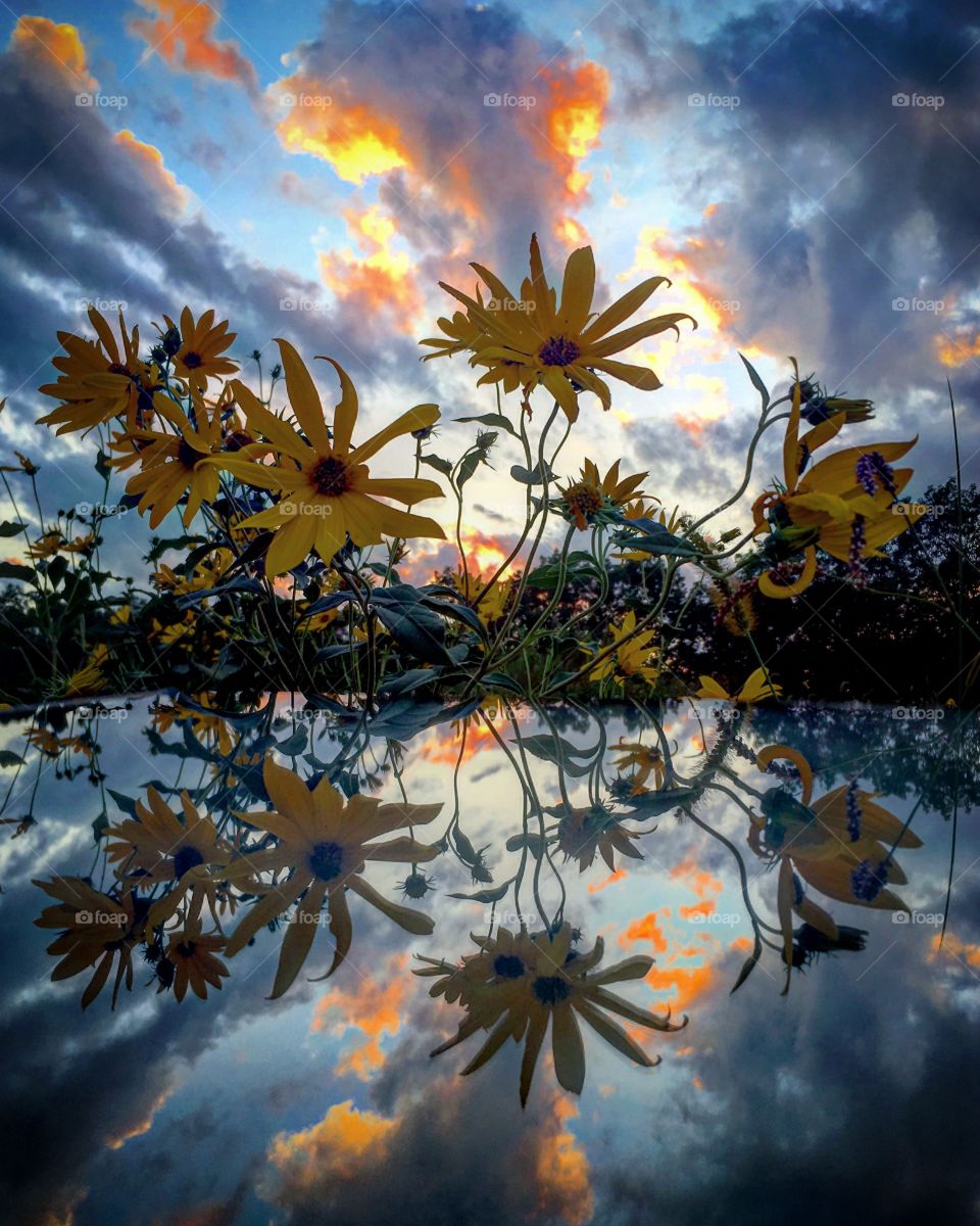 Reflection of flowers