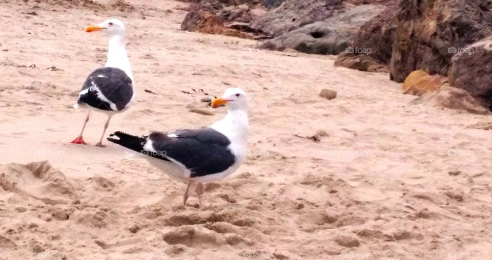 At the Beach : Seagulls