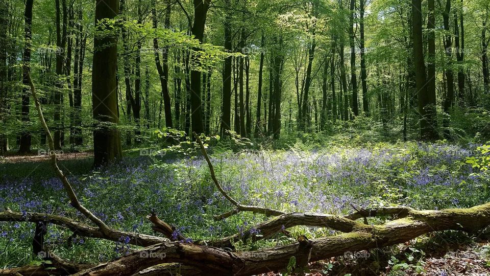 Spring time in the forest. Bluebells blooming. Beautiful landscape.