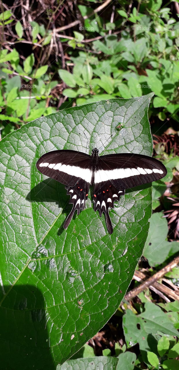 a beautiful butterfly