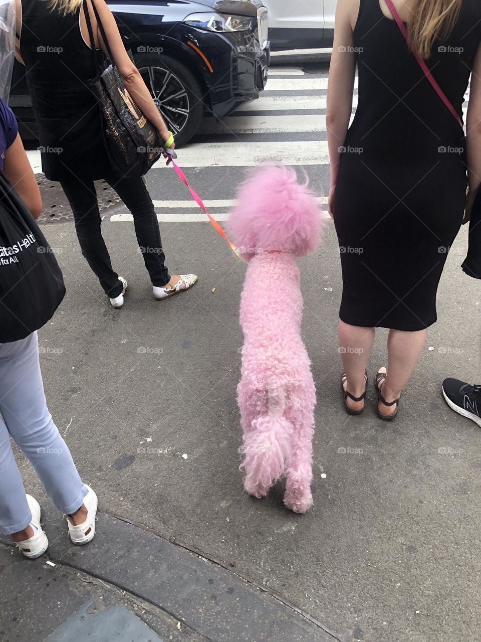 Pink dog 