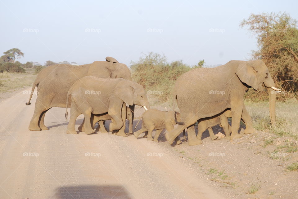 Amboseli Park - Kenya