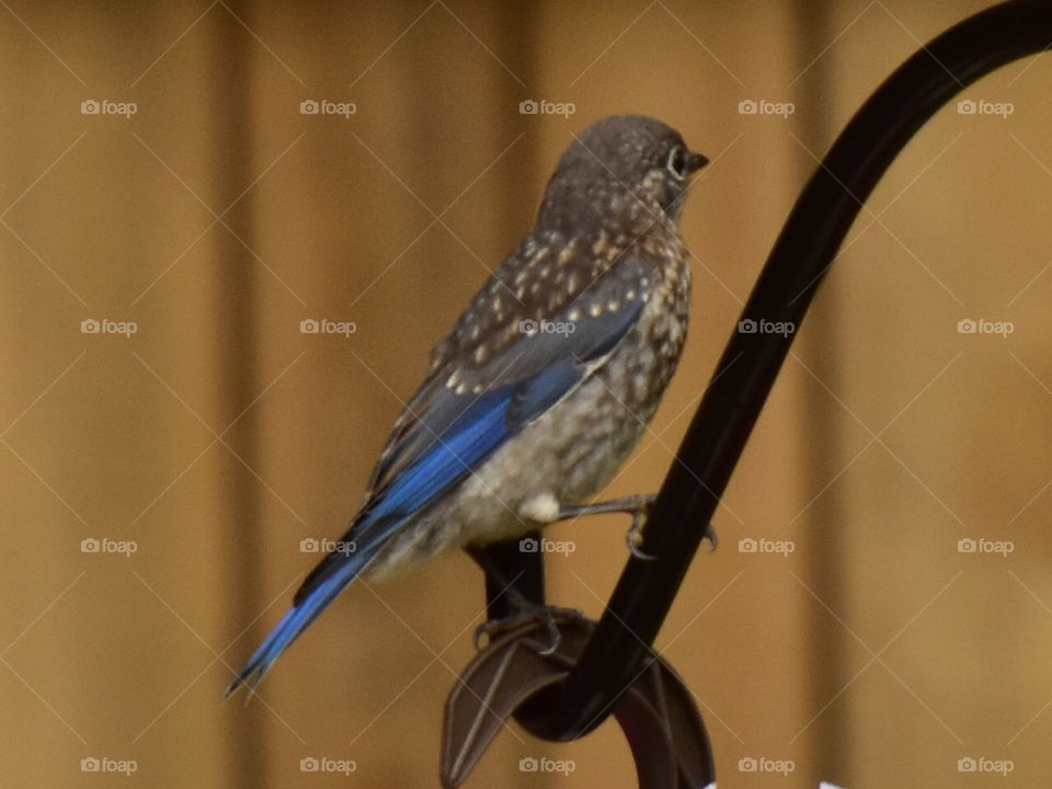 juvenile male bluebird learning how to feed himself