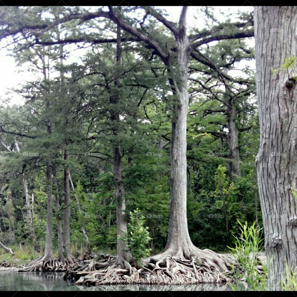 Canyon Lake Trees