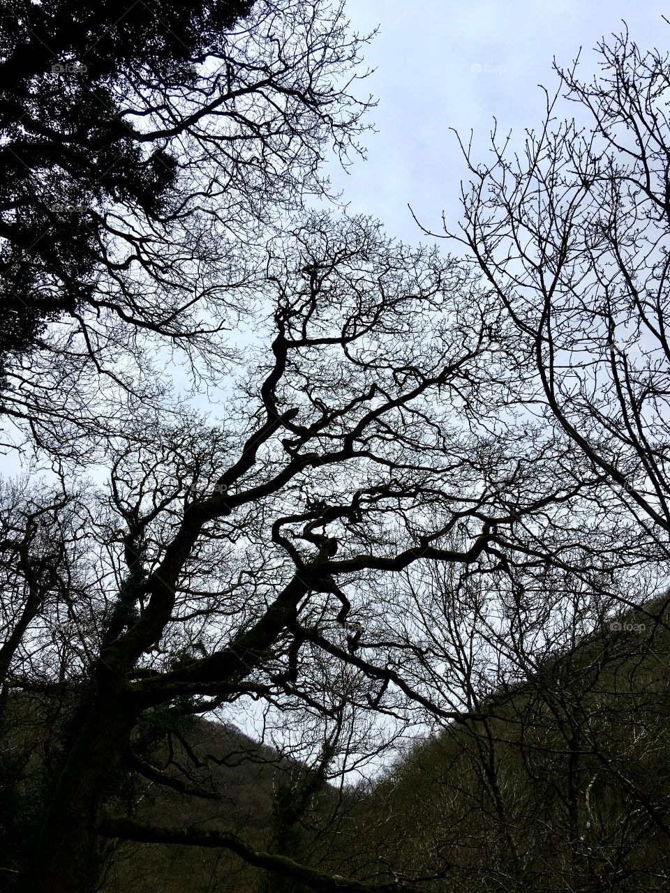 The tree branches above us in the Heddon Valley, in Exmoor National Park, North Devon. 