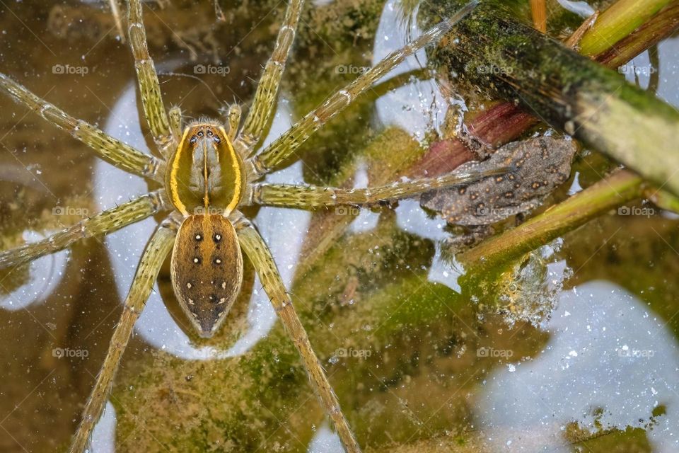 The surface tension of the water supports a Six-spotted Fishing Spider (Dolomedes triton), who has captured and paralyzed a small toad. 