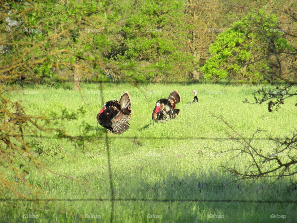 wild turkeys