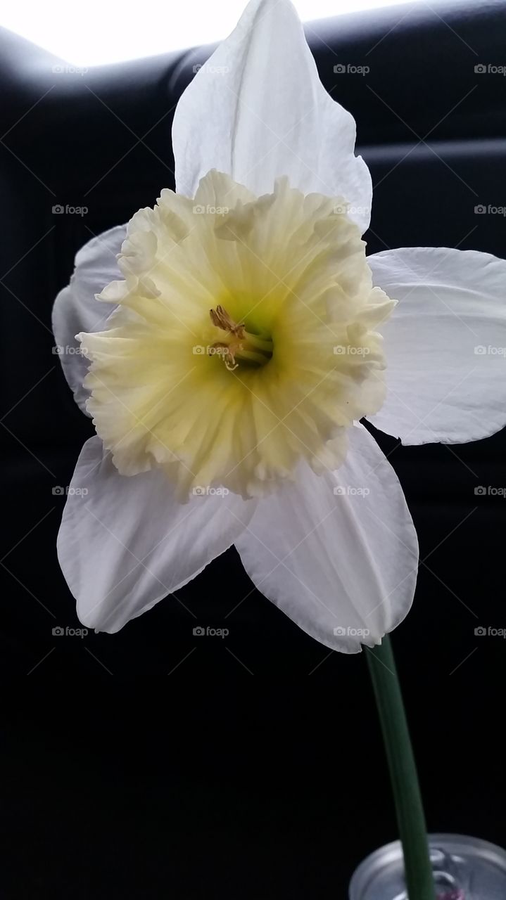 Flower. Flower on the road